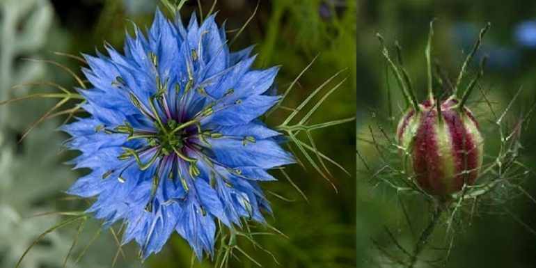 Role of Nigella Sativa